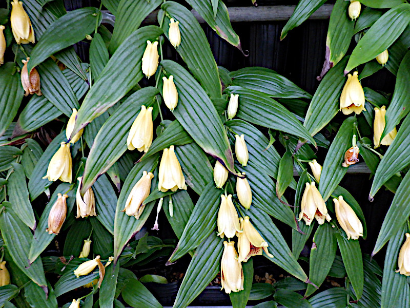 Tricyrtis macranthopsis