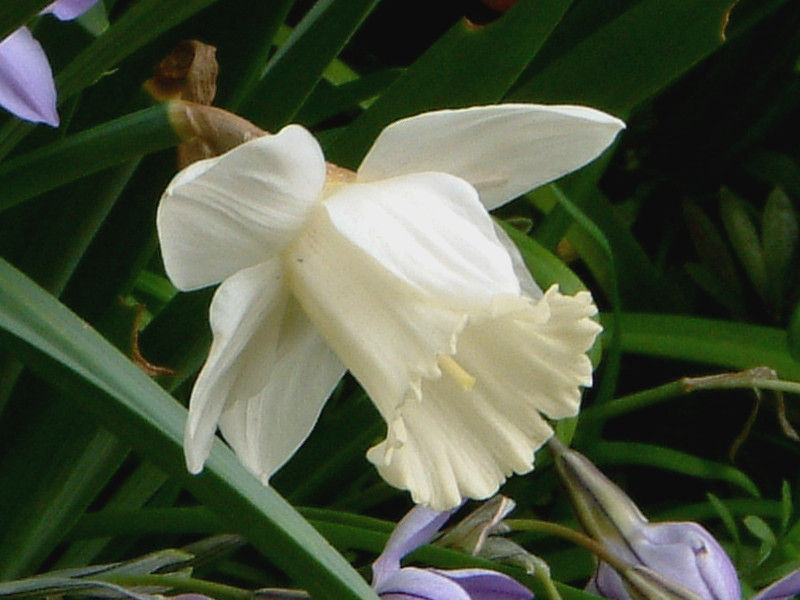 ラッパズイセン Narcissus Pseudonarcissus かぎけん花図鑑