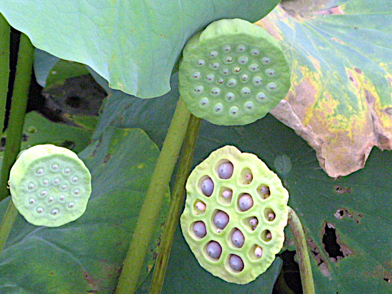 Nelumbo nucifera