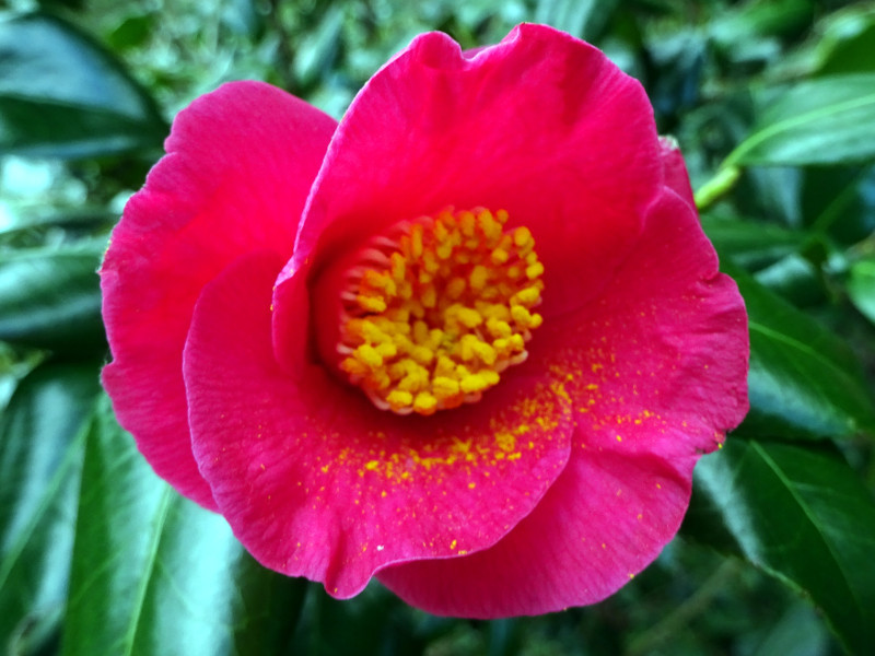 Camellia japonica