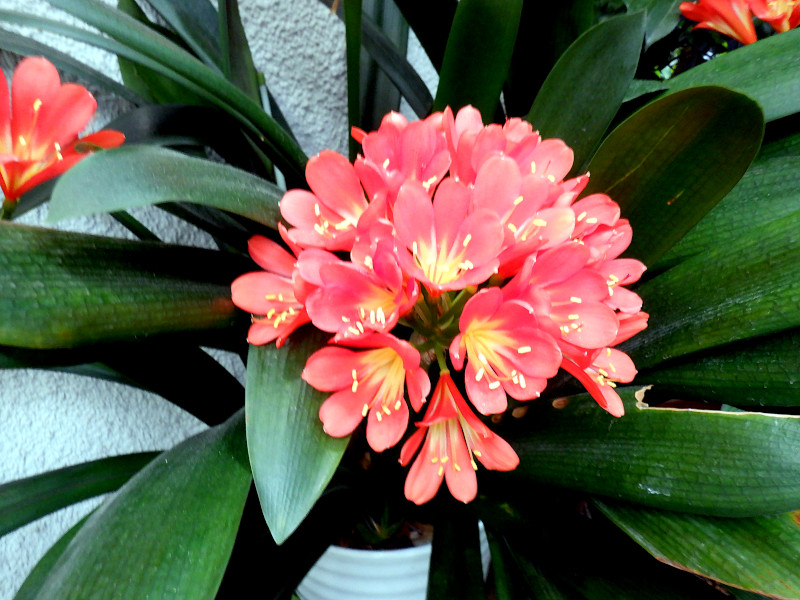 Clivia