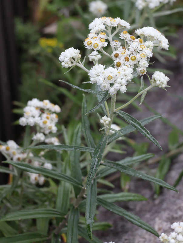 Anahalis margaritacea