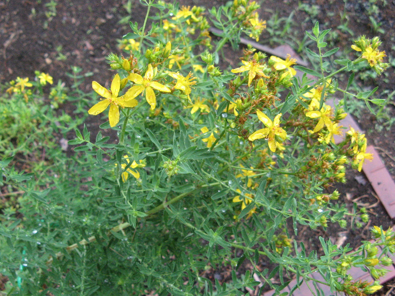 Chinense St. John's wort