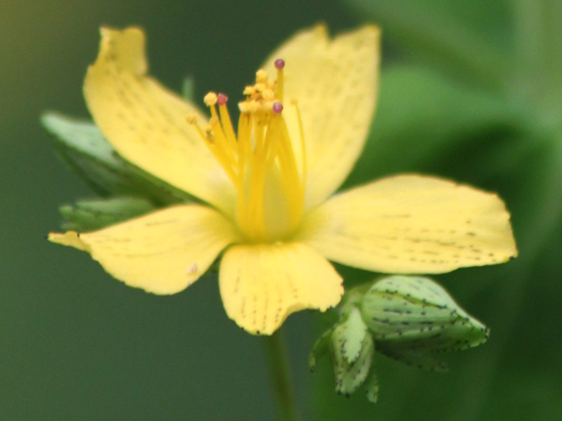 Hypericum erectum