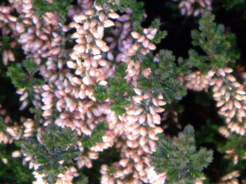 カルーナ ブルガリス Colluna Vulgaris かぎけん花図鑑