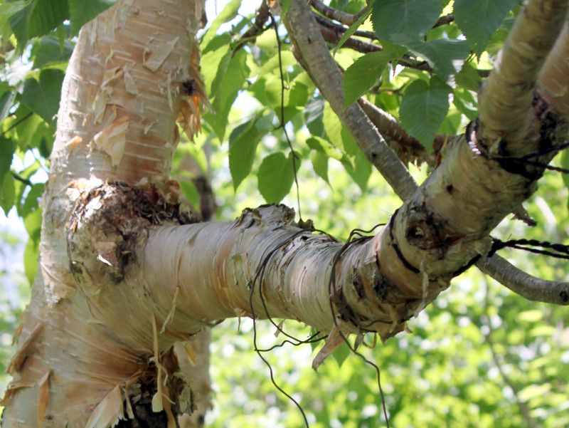 Betula ermanii