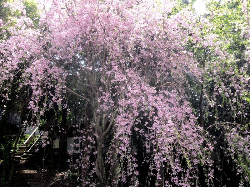 Weeping cherry