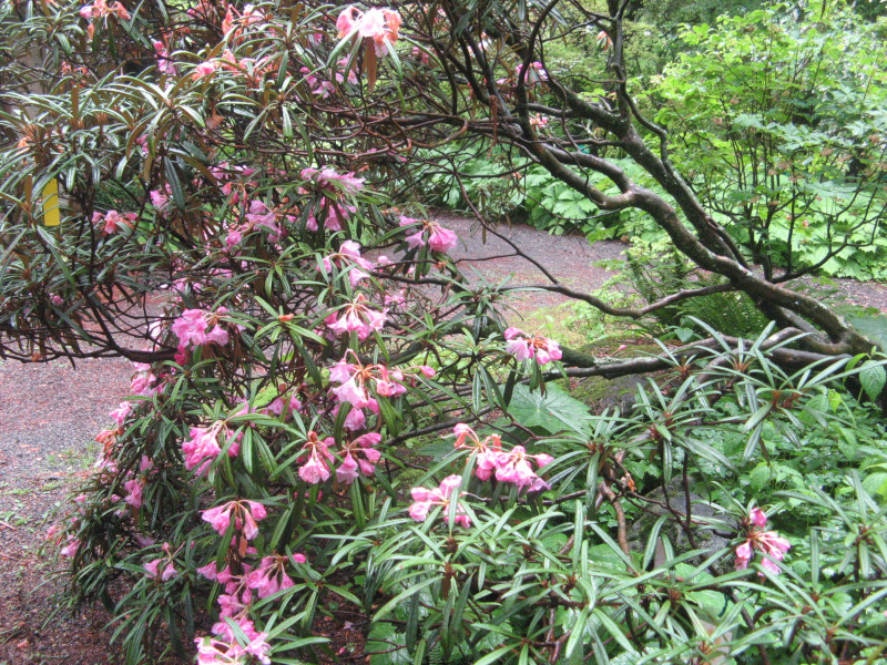 Rhododendron makinoi