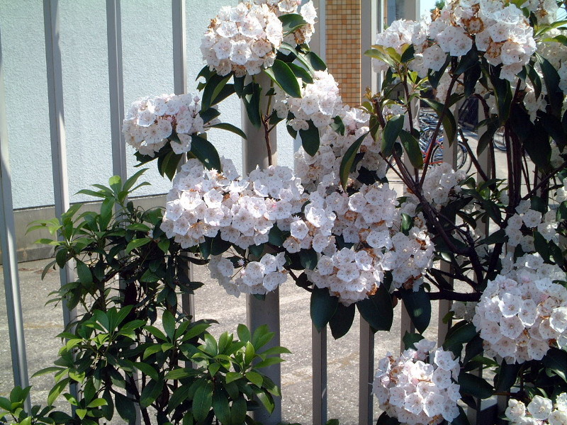 Kalmia latifolia