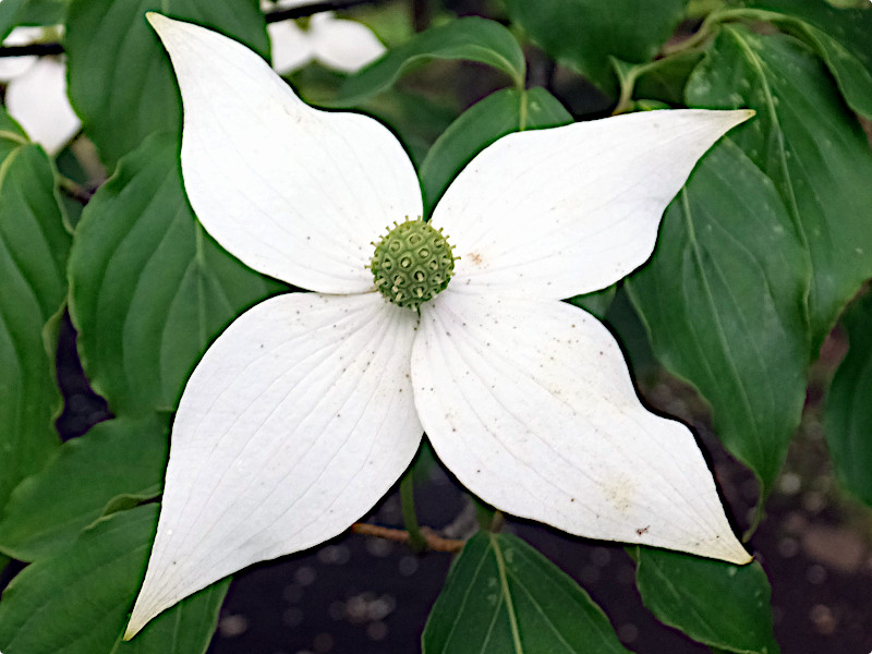 四照花