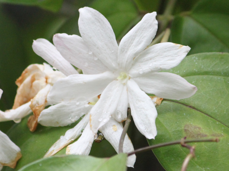 Royal jasmine