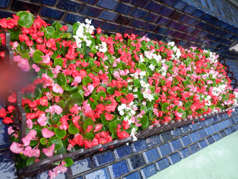 Begonia semperflorens