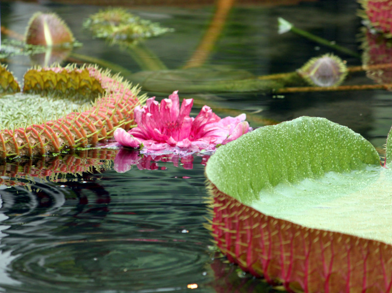 オオオニバス Victoria Amazonica かぎけん花図鑑