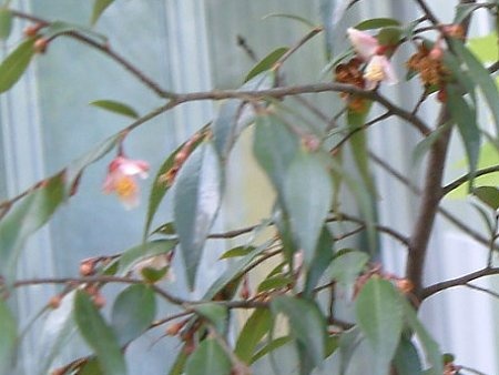 Camellia tsaii var. synaptica