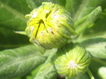 Senecio pseudoarnica