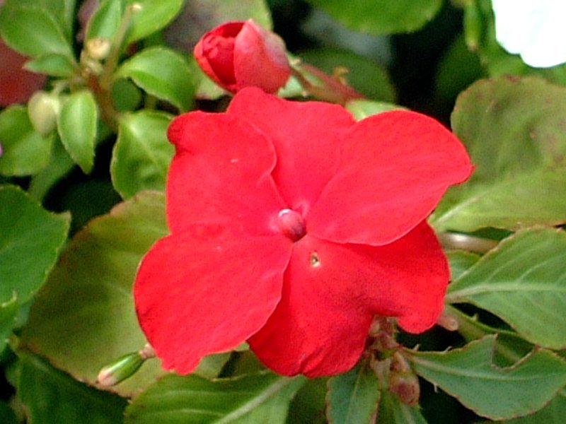 Impatiens