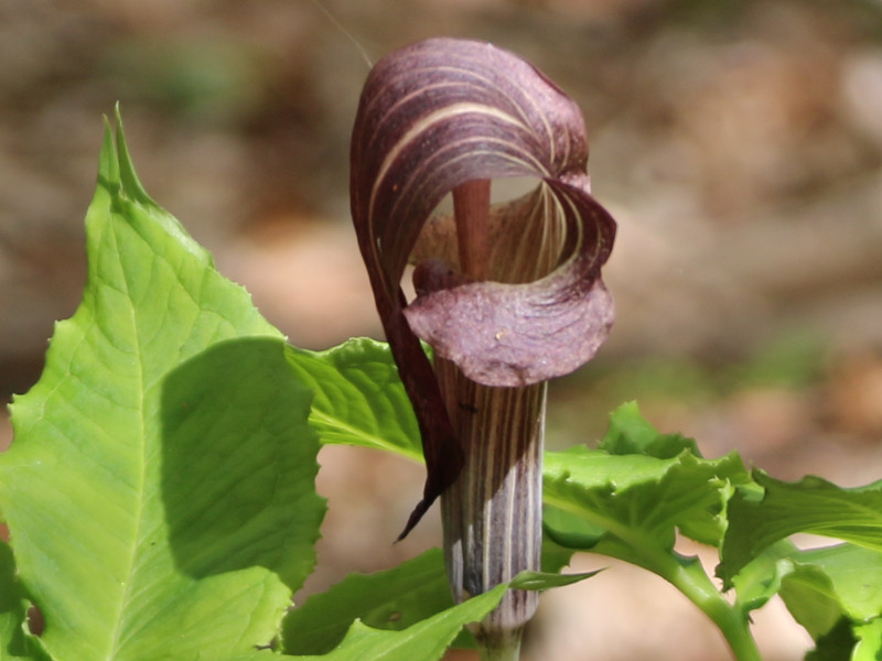 Arisaema limbatum var. ionostemma 