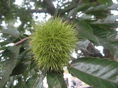 Chestnut