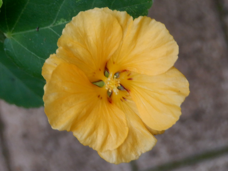 yellow 'ilima