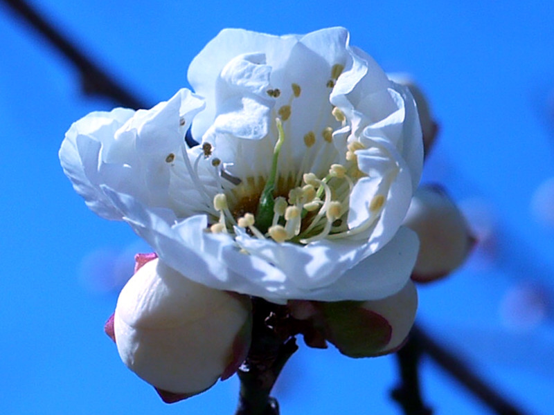 Prunus mume "Gekkyuden"