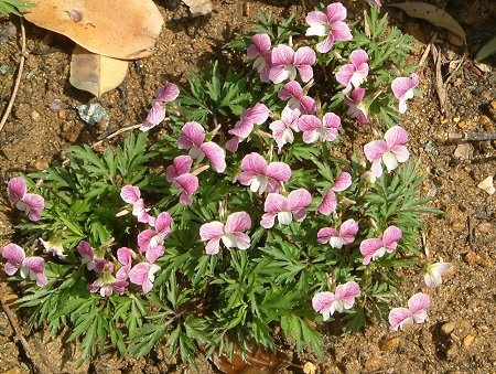 Viola chaerophylloides