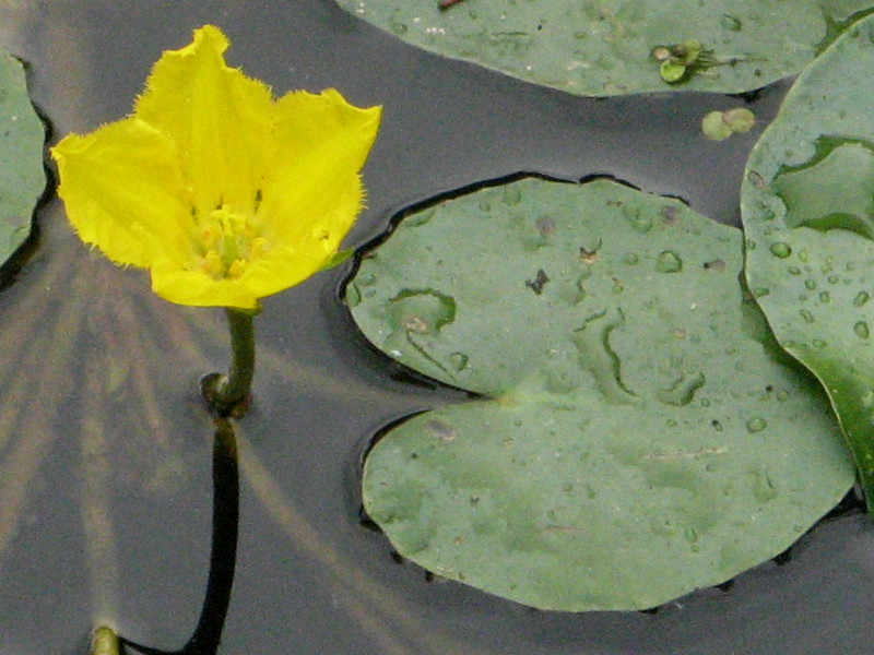 Nymphoides peltata