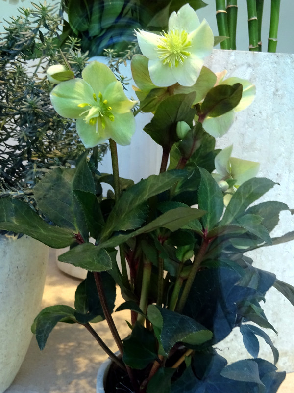 Helleborus niger