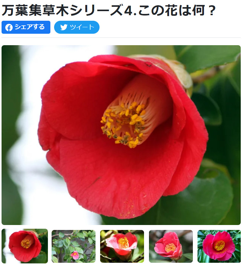 Camellia japonica