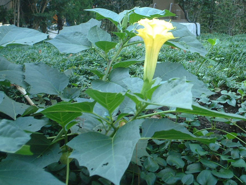 ダツラ Datura Tatula かぎけん花図鑑