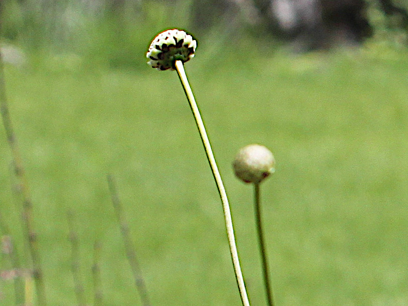 Cephalaria alpina