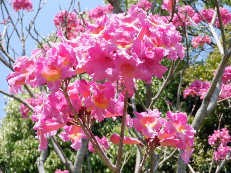 Tabebuia impetiginosa