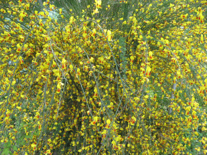 ホオベニエニシダ Cytisus Scoparius Andreanus かぎけん花図鑑