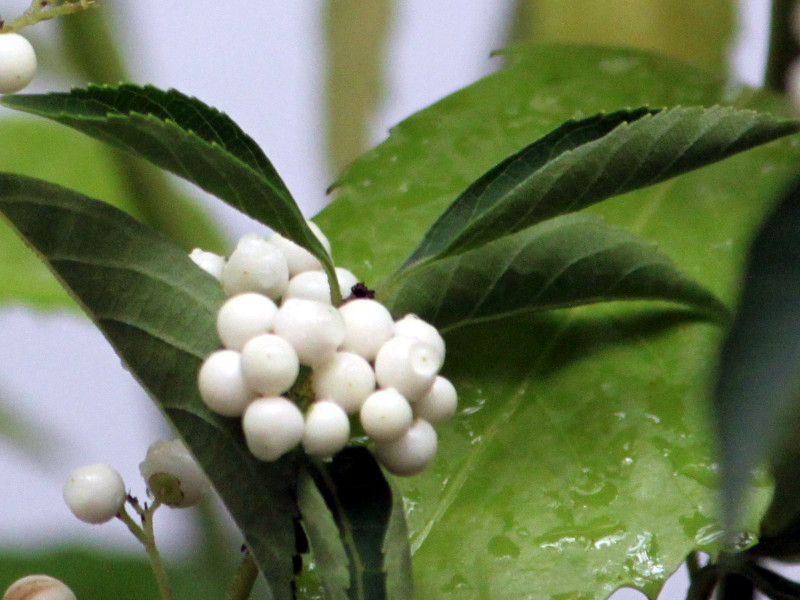 Japanese beautyberry albibacca