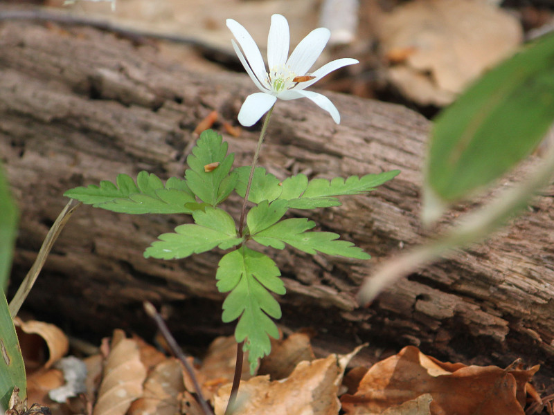 Anemone pseudoaltaica