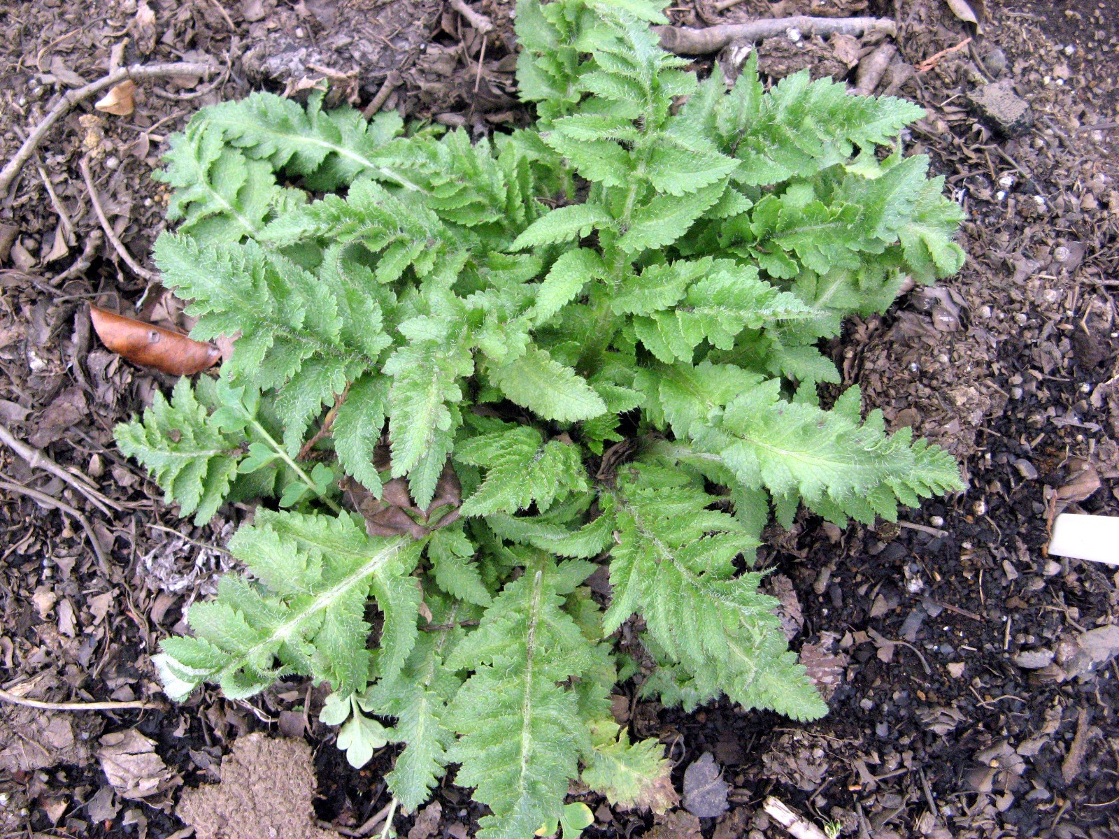 Oriental poppy