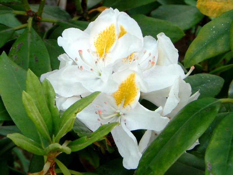 誕生花　5月8日