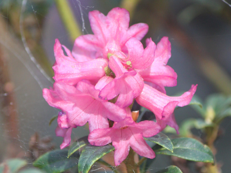 Rhododendron ferrugineum