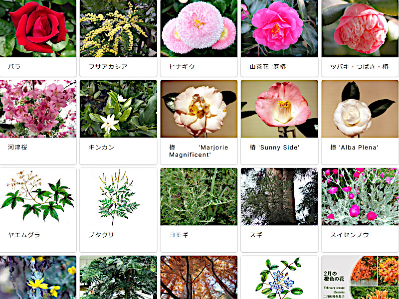 科技研（Kagiken）花卉指南中的花卉列表