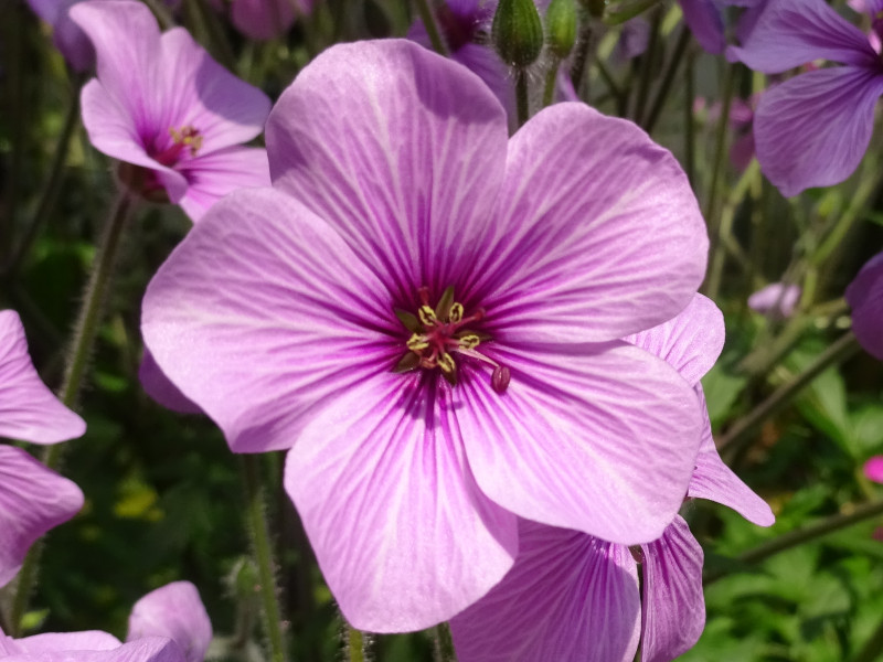 ゲラニウム マデレンセ Geranium Maderense かぎけん花図鑑