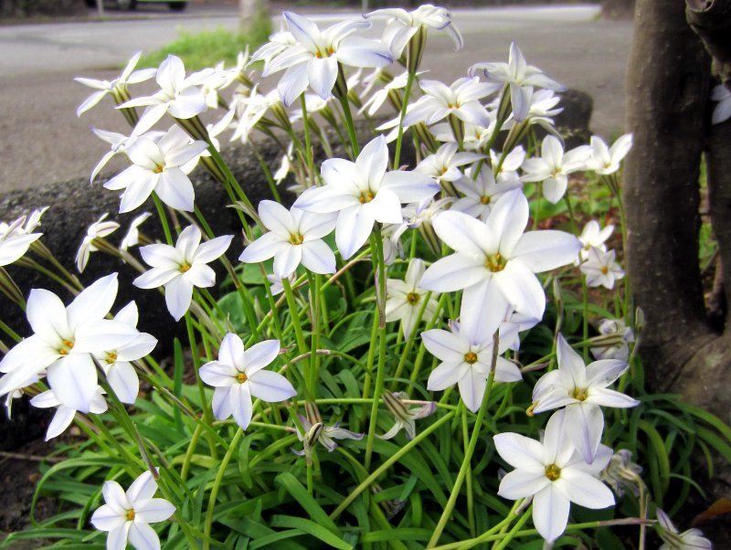 Sspring starflower