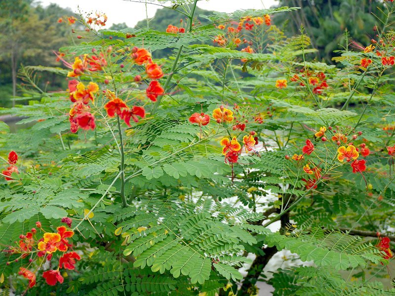 Image of Peacock flower plant