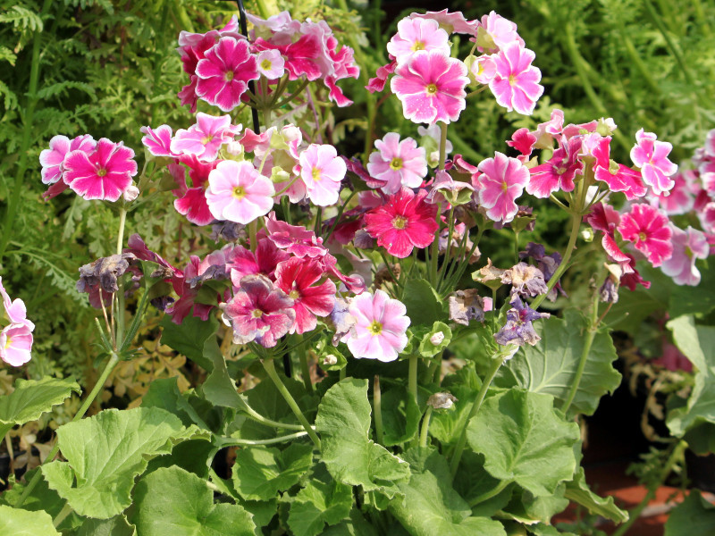 Primula Obconica Primula Obconica Flower Database