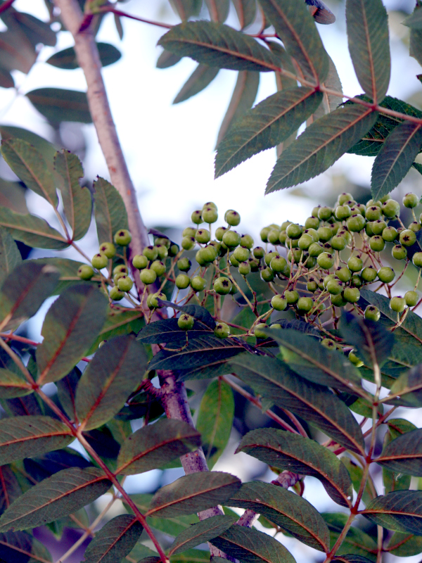 Rowan tree