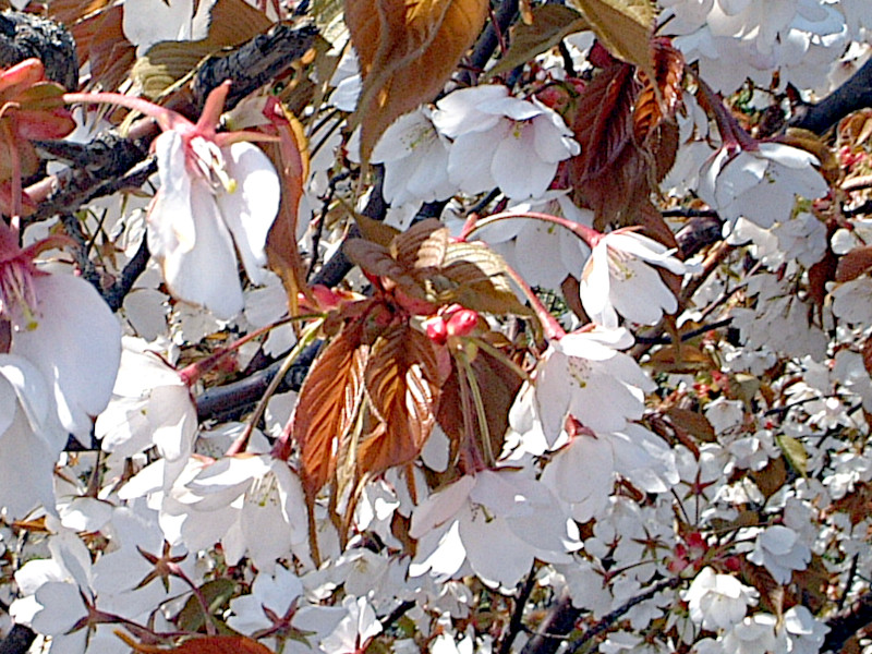 花ら 19.葉と花が同居してるよ　山桜