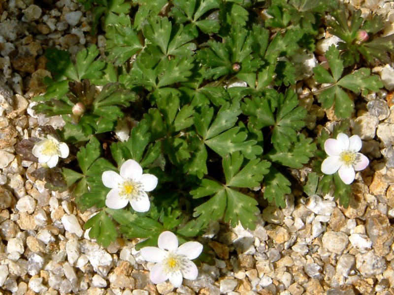 Anemone flaccida