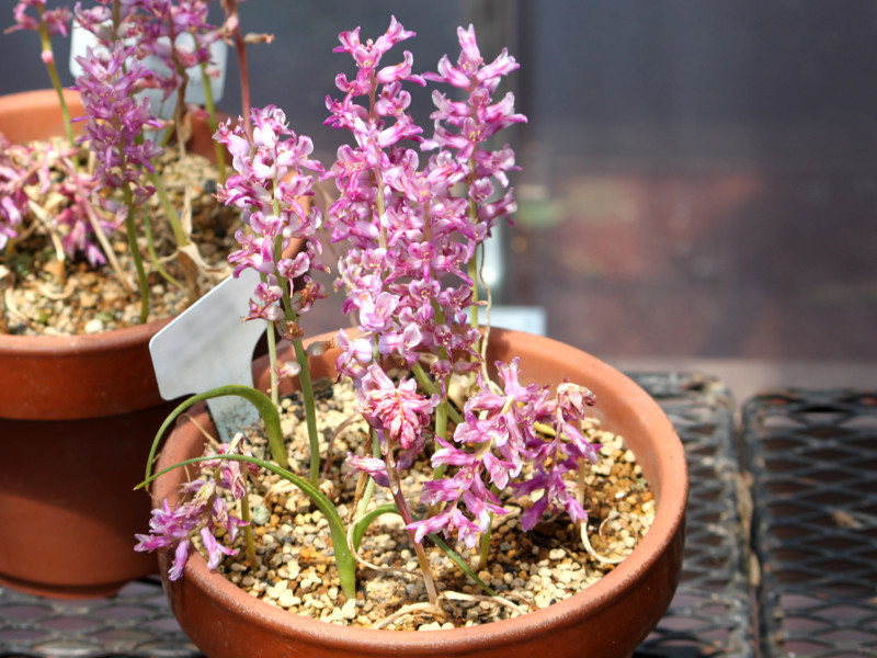 Lachenalia namaquensis