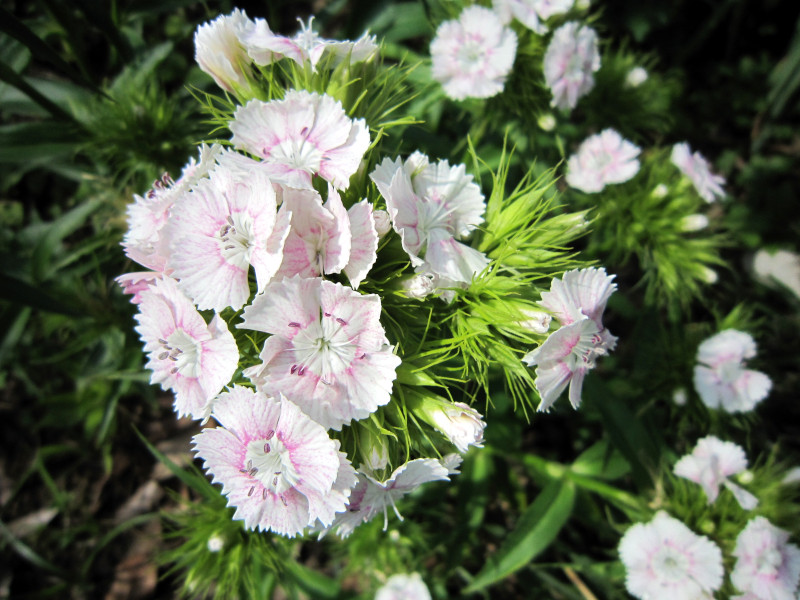 Dianthus barbaltus