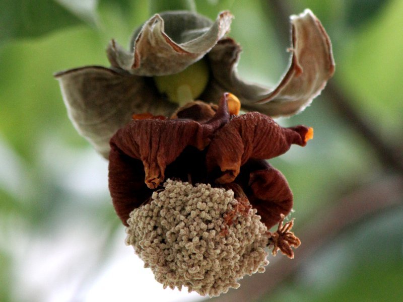 バオバブ Adansonia Digitata かぎけん花図鑑