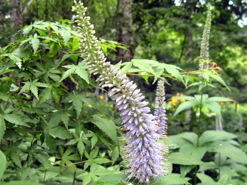 Veronicastrum japonicum