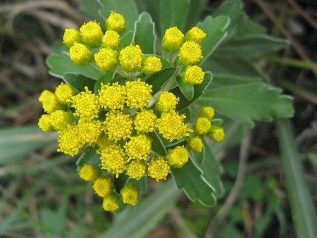 10月に咲いている黄色い花。カタバミから礒菊の時期に